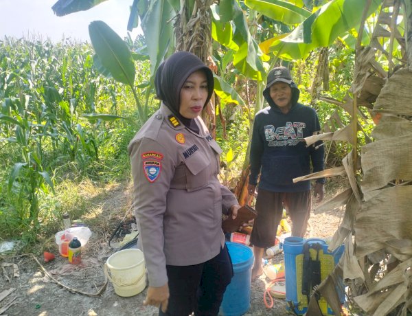 Polisi Turun ke Sawah, Dampingi Petani Punggul Jaga Harapan Panen Jagung untuk Ketahanan Pangan Nasional