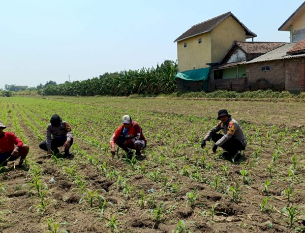 Polisi Dampingi Petani Jagung Hadapi Kemarau, Andalkan Pompa Air Antisipasi Kekeringan