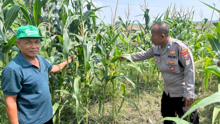 Masifkan-Swasembada-Pangan-dengan-Mengelola-Tanaman-Jagung-di-Desa-Prambon