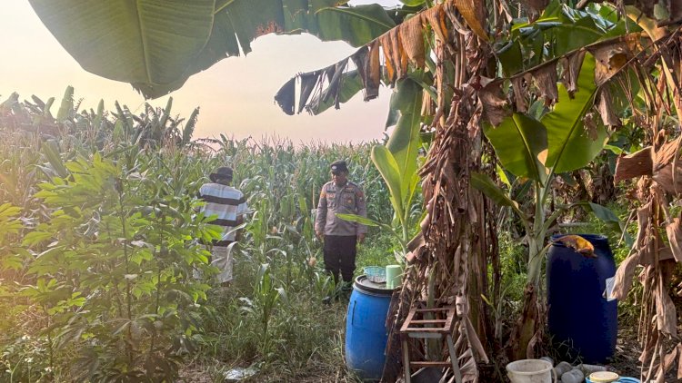 Tanaman-Jagung-Mulai-Berbuah,-Polsek-Gedangan-Intensifkan-Pendampingan-Ketahanan-Pangan