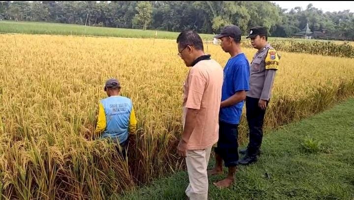 Gelorakan Swasembada Pangan di Ngawi, Polisi Gelar Methil Bersama Petani