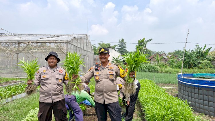 Polsek Balongbendo Bersama Warga Panen Kangkung dari Lahan Desa Bakungtemenggungan