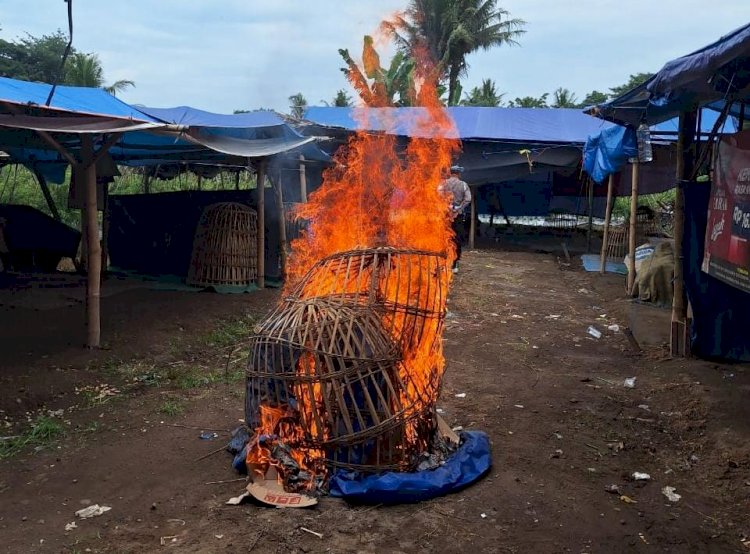 Polresta Banyuwangi Bongkar Arena Judi Sabung Ayam
