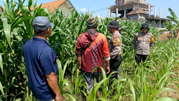 Polsek Balongbendo Perkuat Swasembada Pangan Nasional Bersama Petani