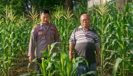 Dukung Swasembada Pangan Nasional, Bhabinkamtibmas Polsek Jabon Pantau Perkembangan Jagung di Desa Trompoasri