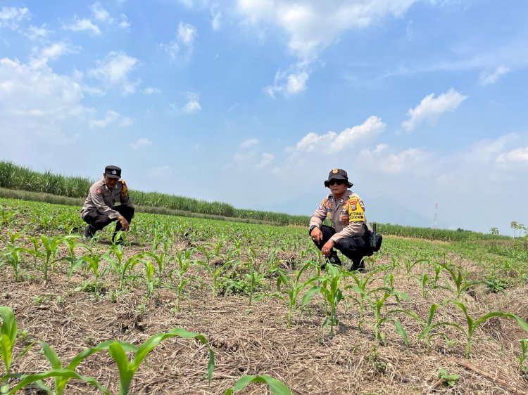 Polsek Krembung Kawal Program P2B di Desa Kandangan untuk Wujudkan Swasembada Pangan